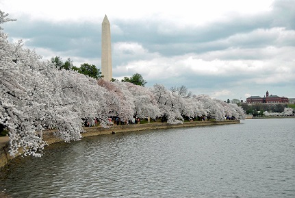 日米親善の象徴ワシントンＤＣPotmac川の桜 paint