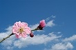 cherry blossom + sky