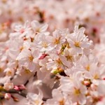 cherry blosson