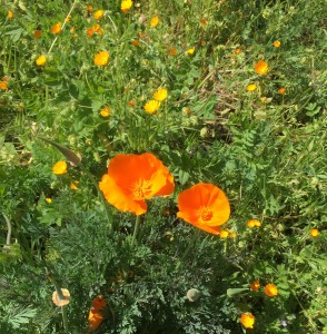 California Poppy