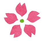 SAKURA KOI