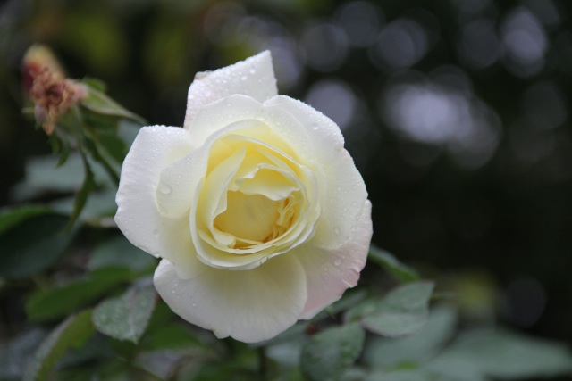HANA3