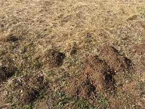 IMG-0129