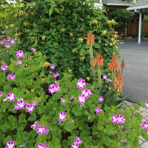 IMG-0161